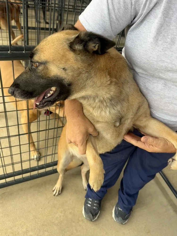 A young medium-sized female Belgian Shepherd / Malinois dog named Sweet Potato Located for adoption in Imlay City, MI