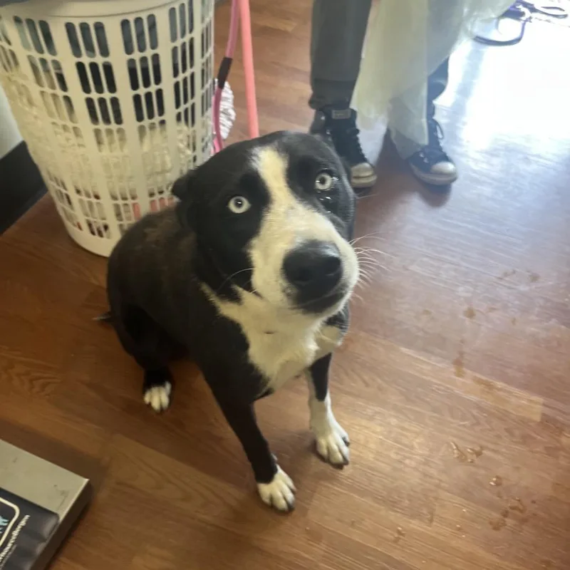 A young medium-sized female Black Labrador Retriever dog named Maci for adoption in Milan, IL