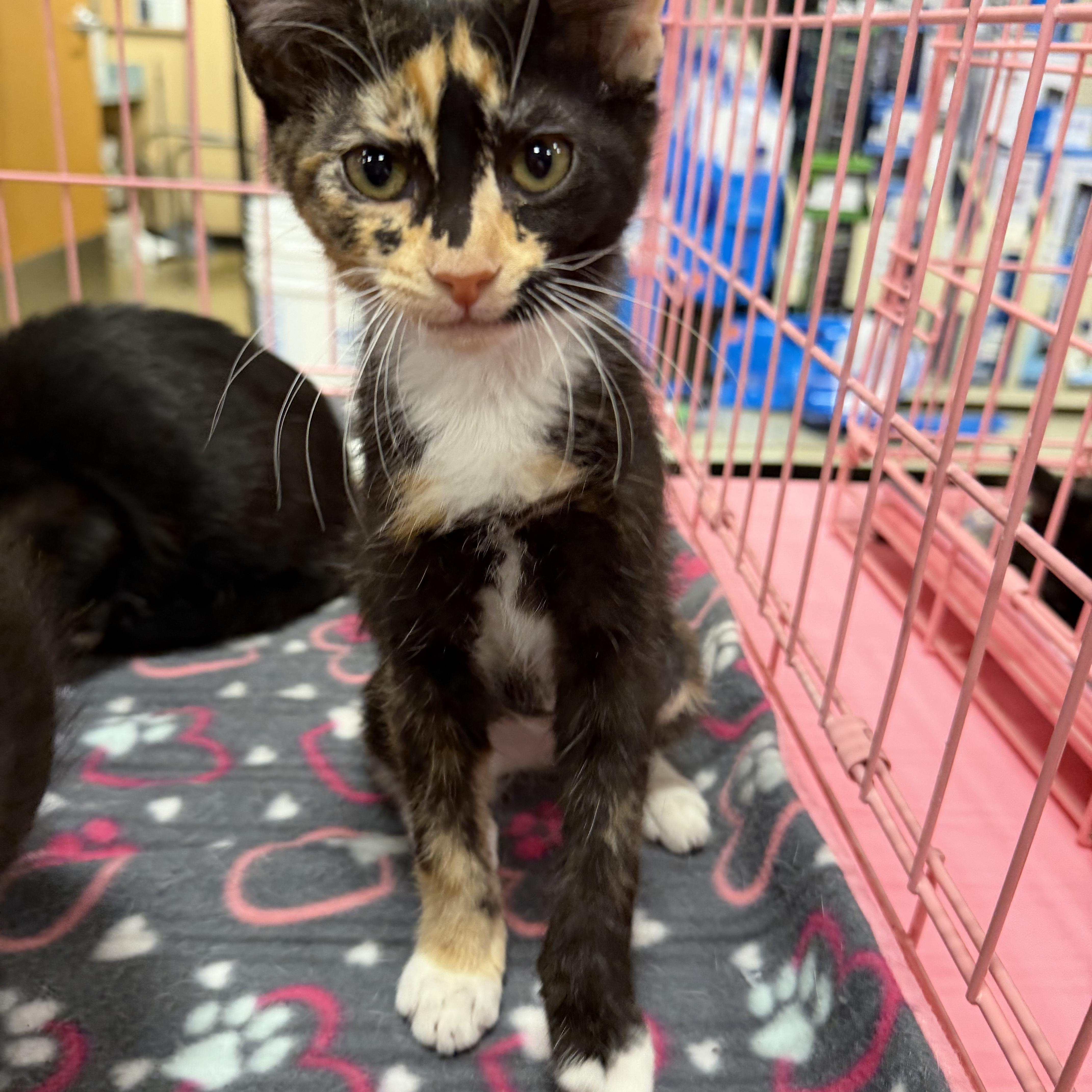 A baby medium-sized female Calico cat named Julies Calico Cutie for adoption in Glendora, CA