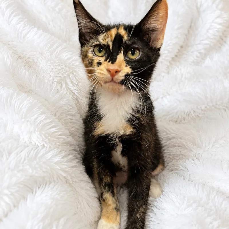 Julies Calico Cutie thumbnail 2