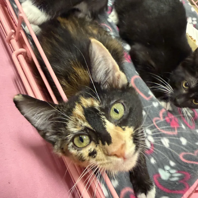 Julies Calico Cutie thumbnail 3