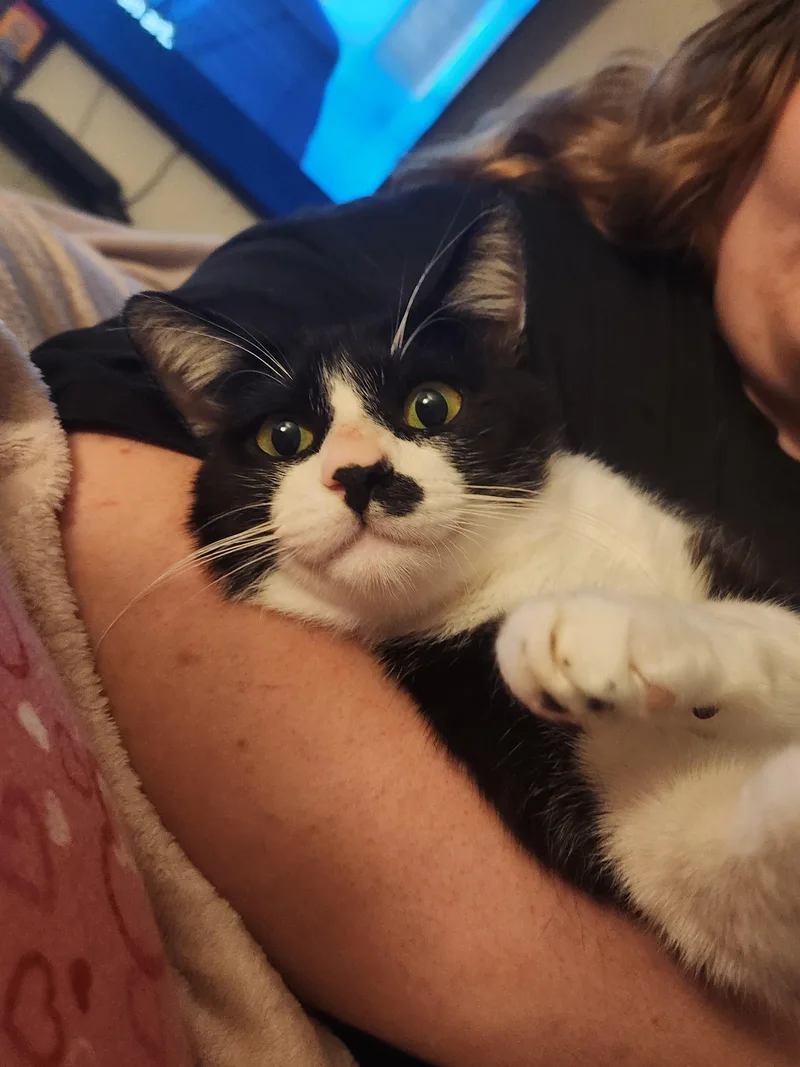An adult medium-sized male Black & White / Tuxedo Domestic Short Hair cat named Ozzy for adoption in Mount Pleasant, TX