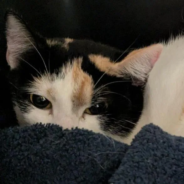 An adult medium-sized female Calico Domestic Short Hair cat named Marmalade for adoption in Lynchburg, VA