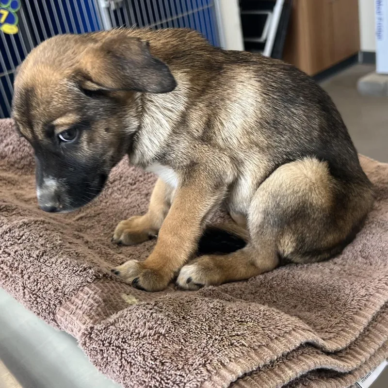 A baby small-sized male Yellow / Tan / Blond / Fawn Mixed Breed dog named 106698 for adoption in Las Cruces, NM