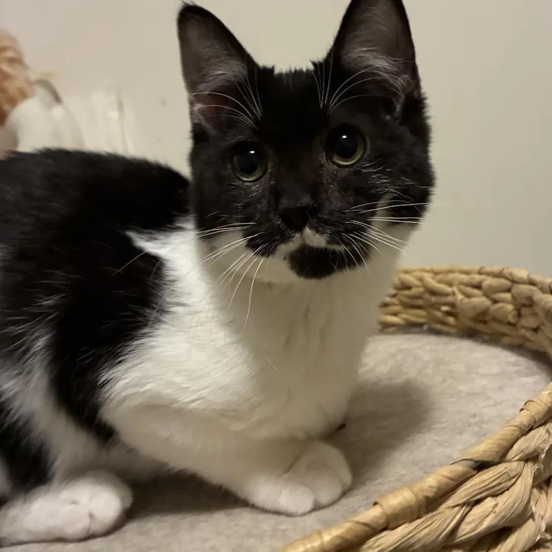 An adult small-sized female Black Domestic Short Hair cat named Dover for adoption in Inwood, WV