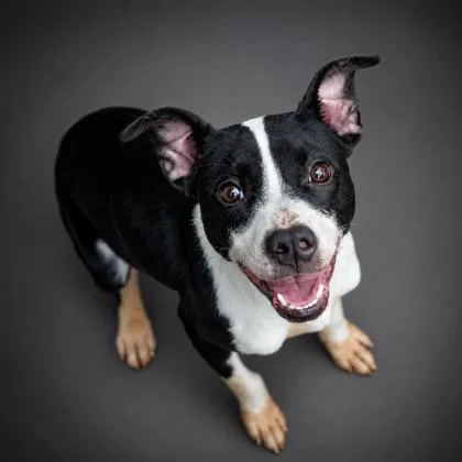 An adult medium-sized female Terrier dog named Tina for adoption in Bowling Green, KY
