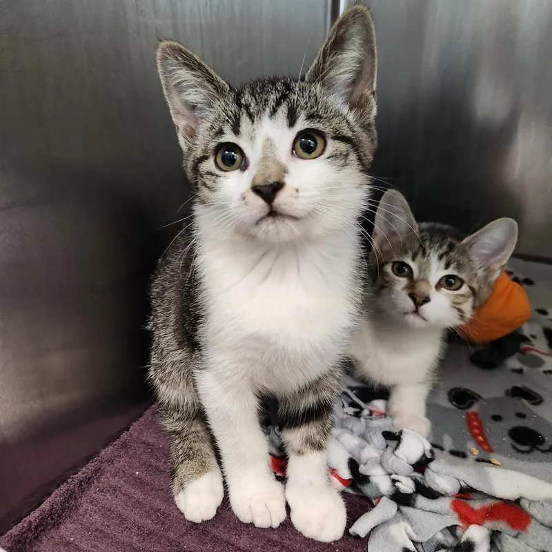 A baby small-sized male Brown / Chocolate Domestic Short Hair cat named Baldwin for adoption in Naples, FL