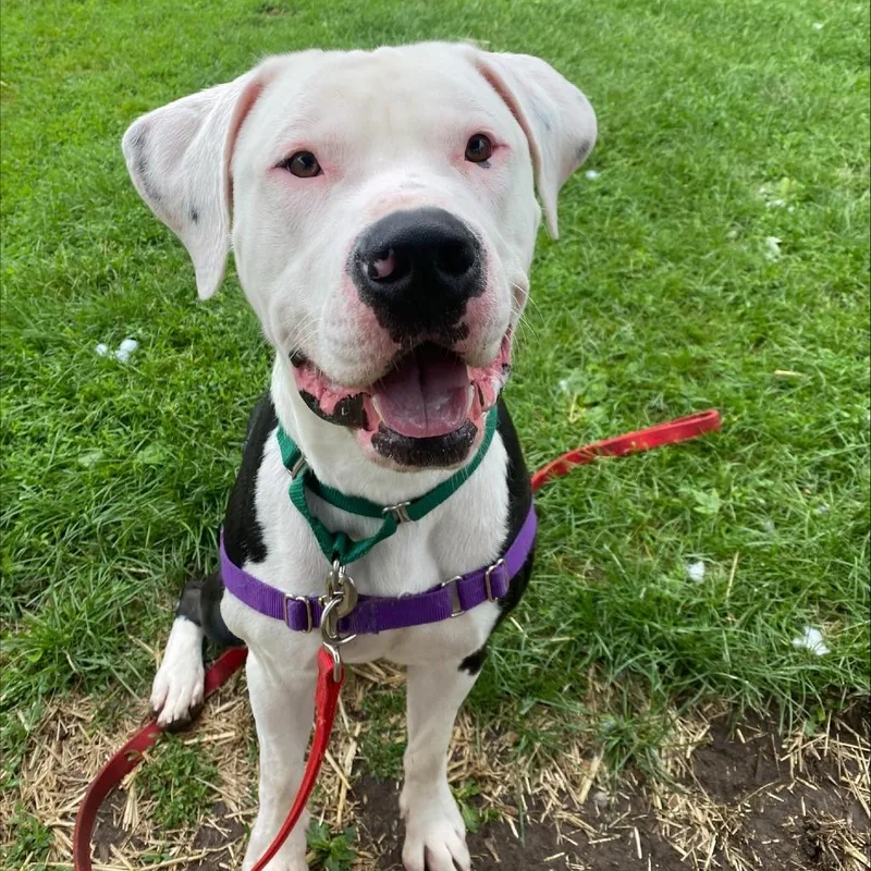 An adult large-sized male White / Cream Mixed Breed dog named Big Mac for adoption in Oshkosh, WI