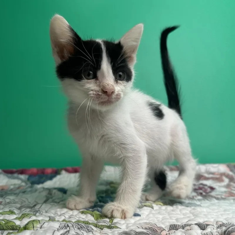 A baby small-sized female White Domestic Short Hair cat named Liana for adoption in San Antonio, TX