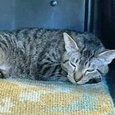 A young large-sized male Brown / Chocolate Domestic Short Hair cat named Hutch for adoption in Fernandina Beach, FL