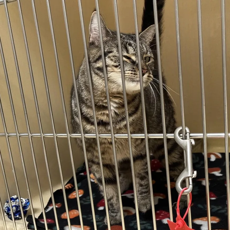 An adult medium-sized female Tabby (Gray / Blue / Silver) Tabby cat named Thidwick for adoption in Clarksville, VA