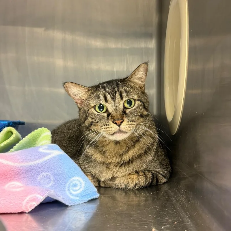 An adult medium-sized female Black Domestic Short Hair cat named Marnie for adoption in Tuscaloosa, AL