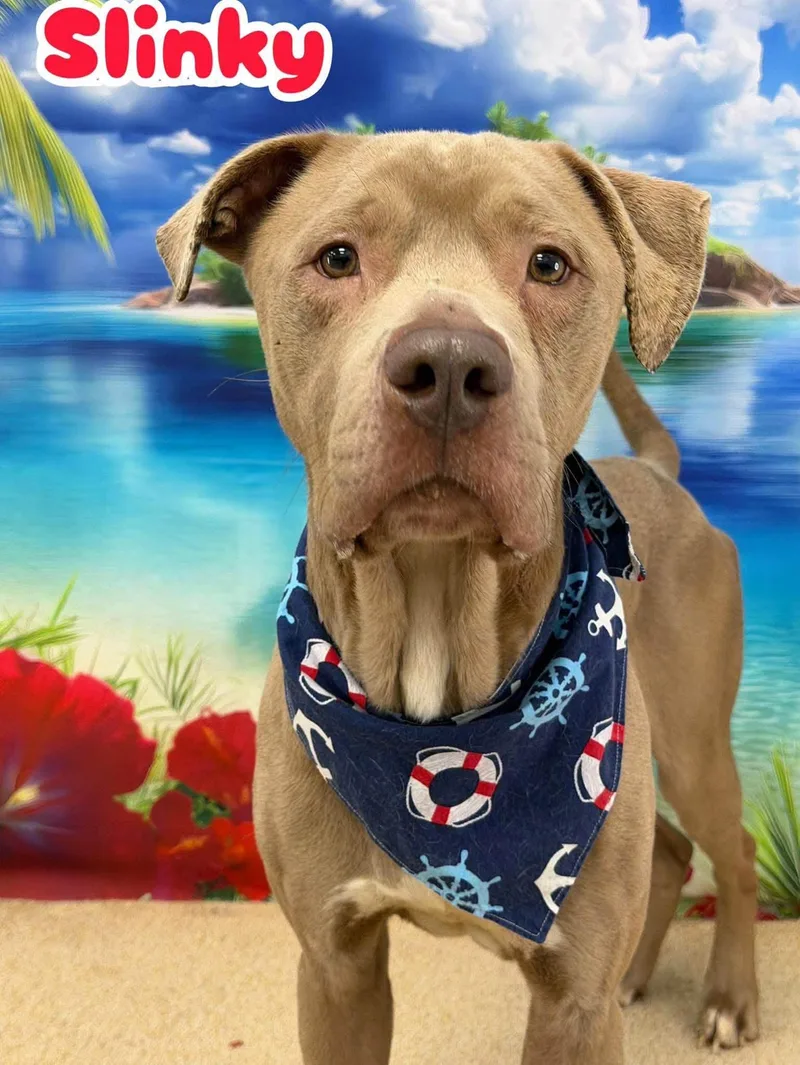 An adult medium-sized male Apricot / Beige Mixed Breed dog named Slinky for adoption in Flint, MI