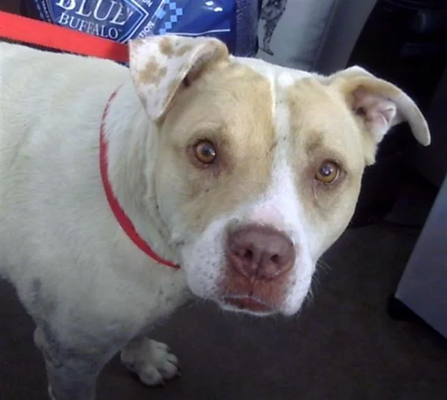 An adult large-sized female Mixed Breed dog named Diamond for adoption in Dallas, TX