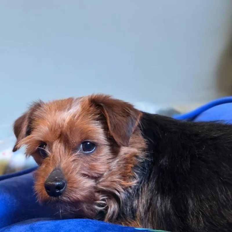 An adult small-sized female Yorkshire Terrier dog named Yorkshire Pudding for adoption in Cincinnati, OH