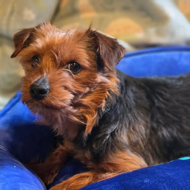 Yorkshire Pudding thumbnail 2