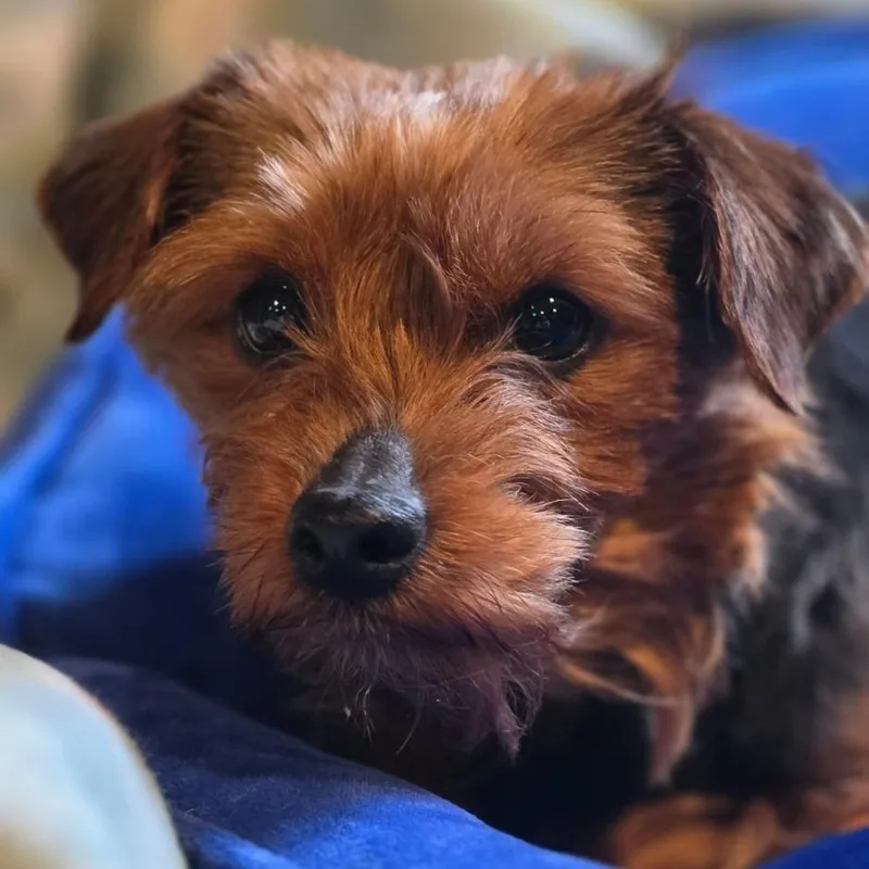 Yorkshire Pudding thumbnail 3