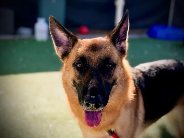 Nova