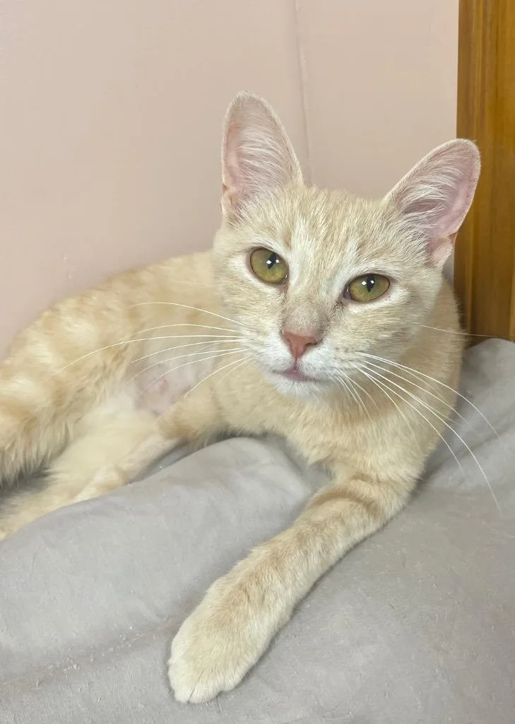 A young medium-sized female Domestic Short Hair cat named Louise for adoption in Westfield, NY