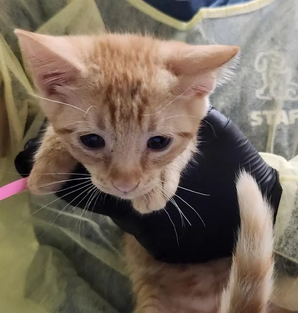 A baby small-sized male Domestic Short Hair cat named Carnival for adoption in Pueblo, CO