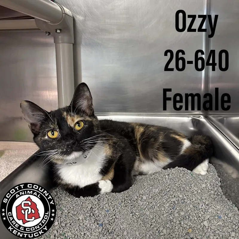 An adult small-sized female Domestic Short Hair cat named Ozzy for adoption in Georgetown, KY