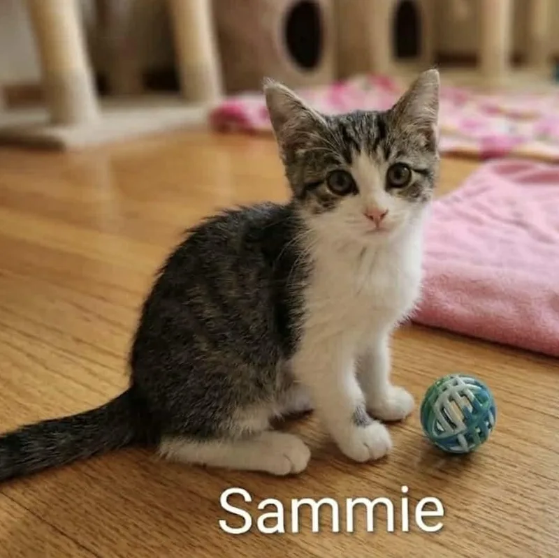 A baby medium-sized male Tabby (Brown / Chocolate) Tabby cat named Sammie for adoption in Wyandotte, MI