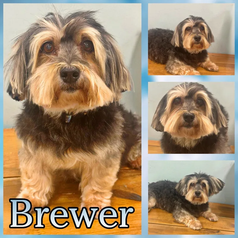 Brewer