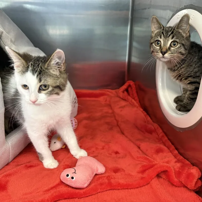 A baby small-sized female Brown / Chocolate Domestic Short Hair cat named Patricia for adoption in Brockton, MA