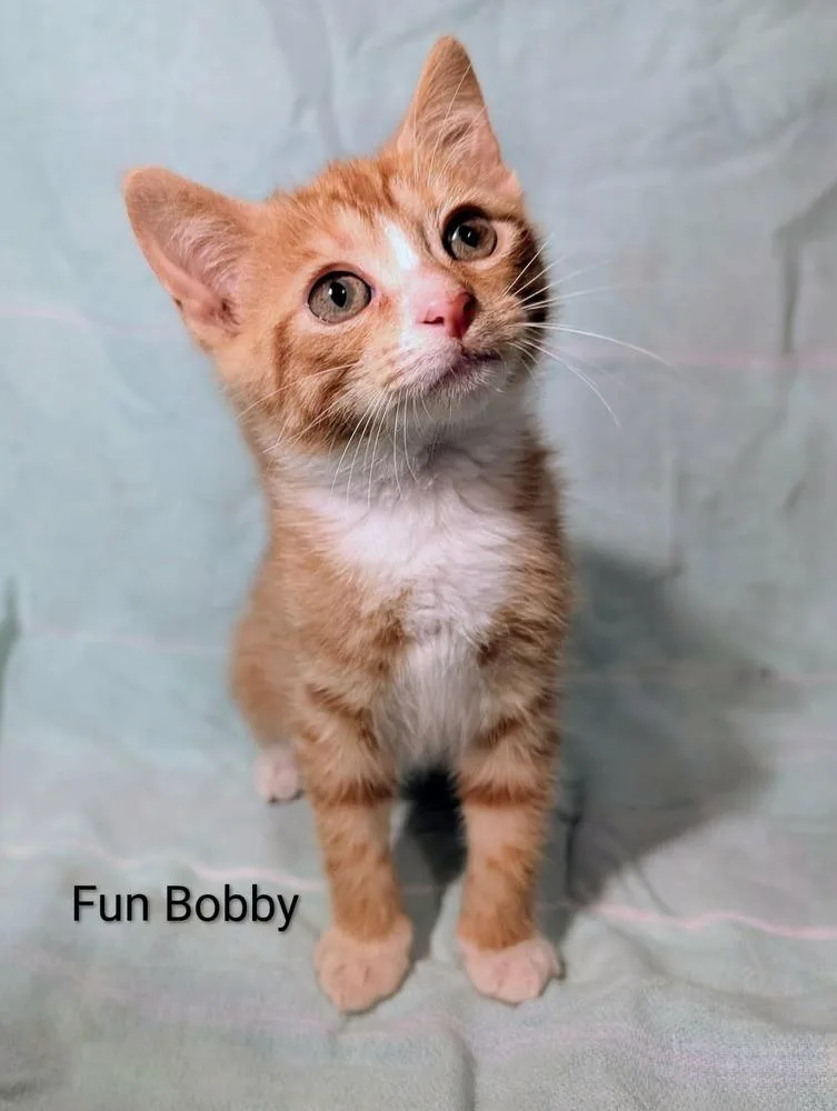 A baby medium-sized male Orange & White Domestic Short Hair cat named Fun Bobby for adoption in Emerald Isle, NC
