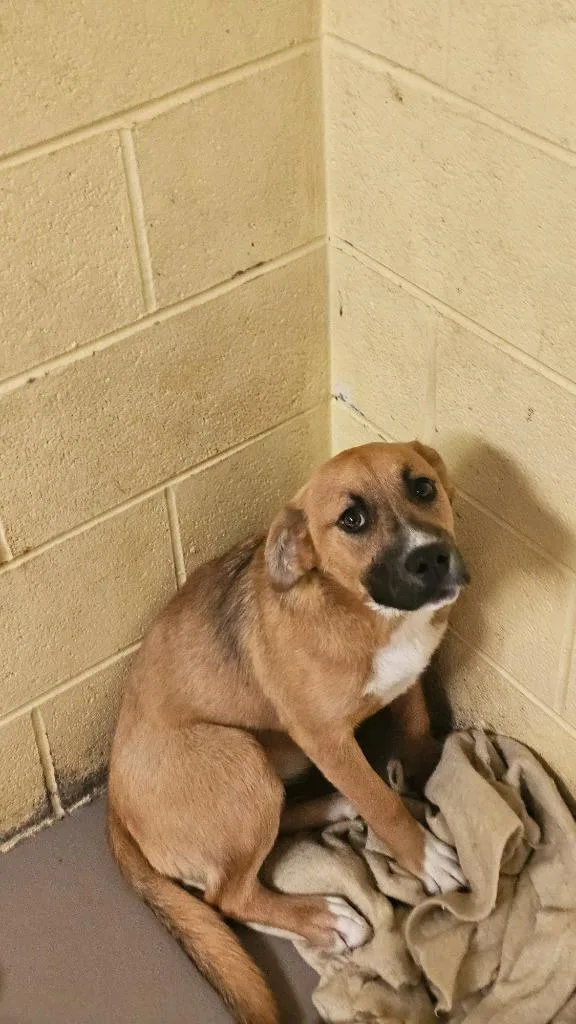 A young small-sized male Mixed Breed dog named Patch for adoption in Crossville, TN