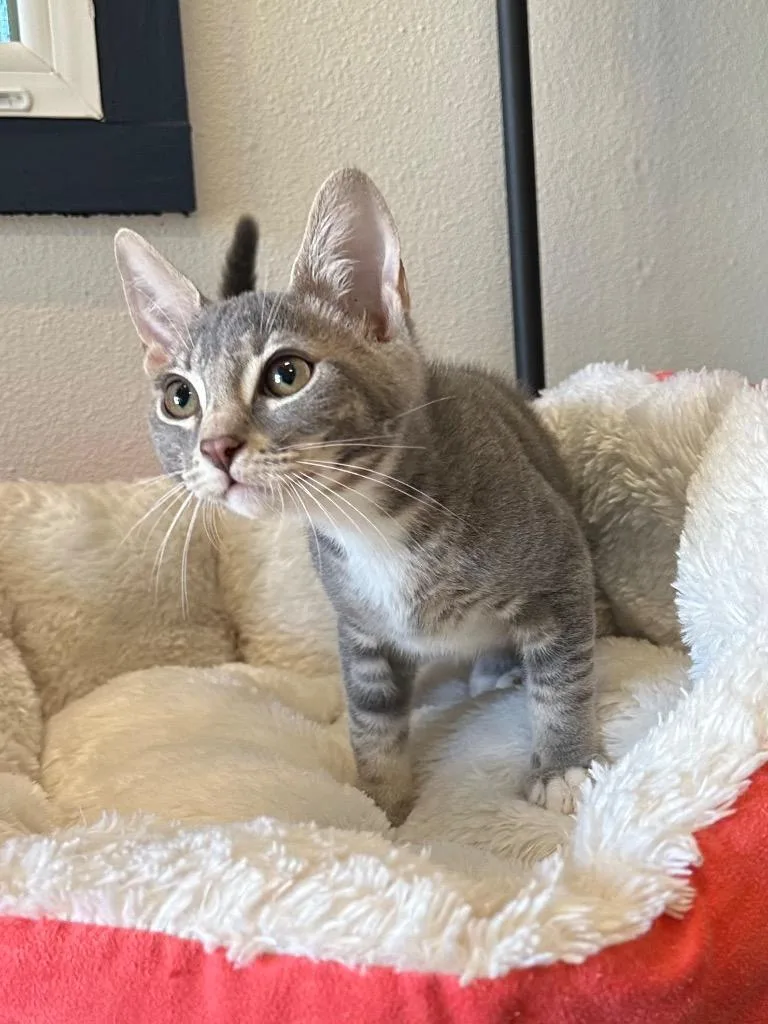 Zuma @PetSmart Walker Rd