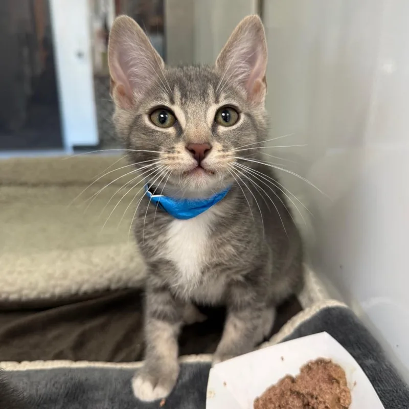 Zuma @PetSmart Walker Rd thumbnail 2
