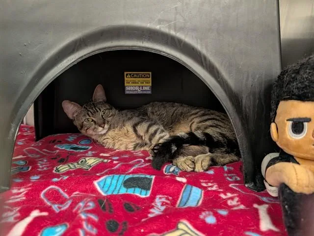 A young small-sized male Domestic Short Hair cat named King for adoption in Dallas, TX
