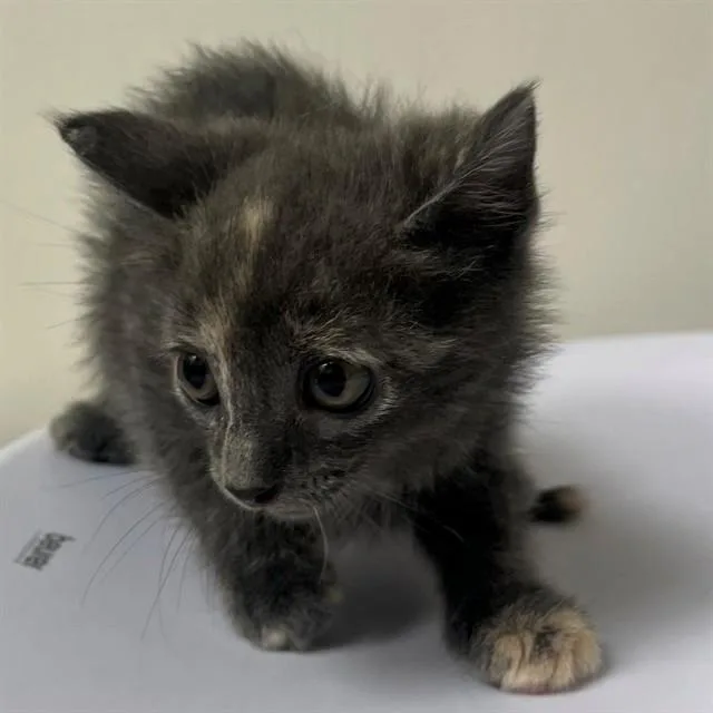 A baby small-sized female Domestic Medium Hair cat named Sunshine for adoption in Naples, FL