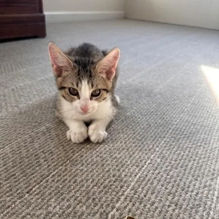 A baby small-sized male Gray / Blue / Silver Domestic Short Hair cat named Toad for adoption in Brooklyn, NY