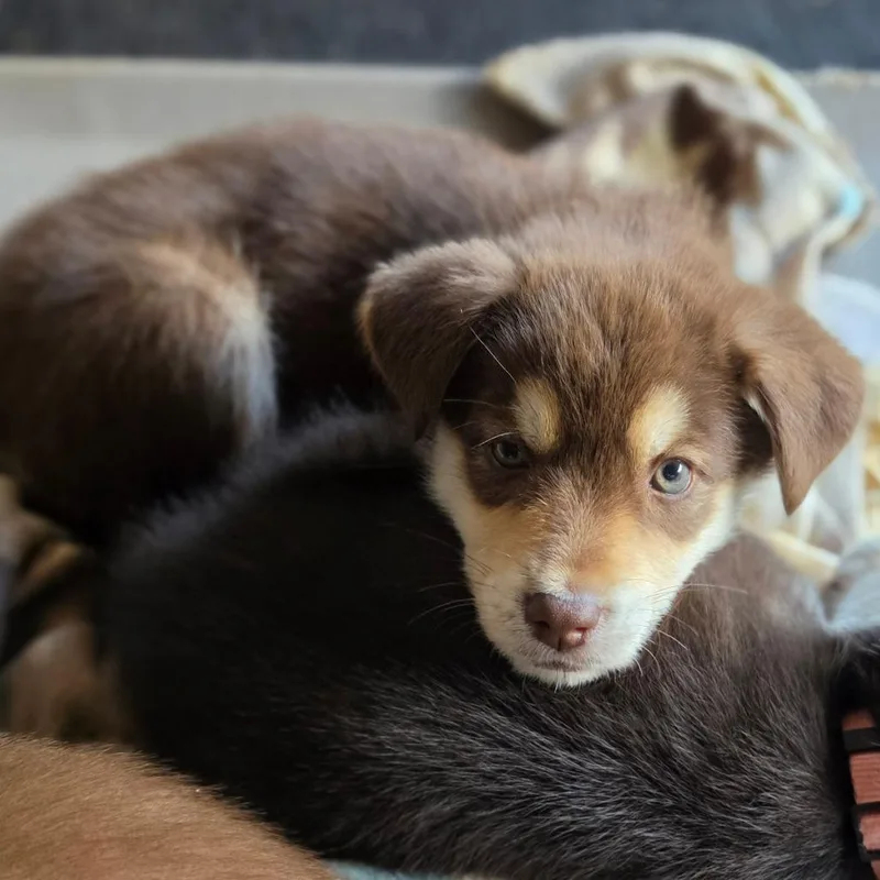 A baby medium-sized male Brown / Chocolate Mixed Breed dog named Skipper for adoption in Centralia, WA