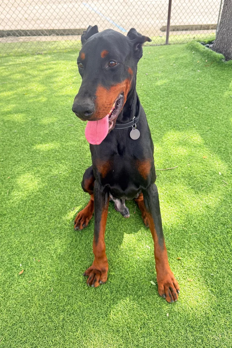A young medium-sized male Doberman Pinscher dog named Bruno for adoption in Oakland Park, FL