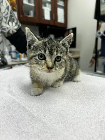 A baby medium-sized female Tabby (Gray / Blue / Silver) Domestic Short Hair cat named Honey Comb for adoption in Chambersburg, PA