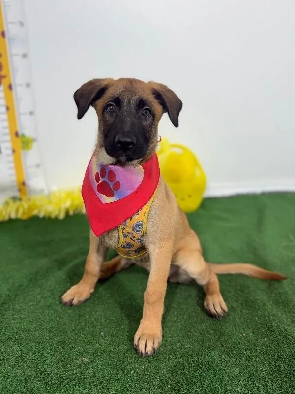 A baby medium-sized female Brown / Chocolate Belgian Shepherd / Malinois dog named Lottie for adoption in Carlsbad, CA