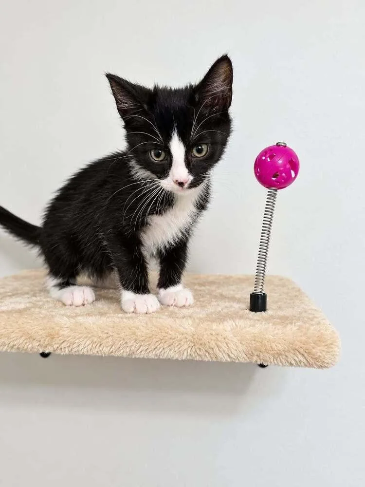 A baby small-sized male Domestic Short Hair cat named Tuna for adoption in Groveland, MA