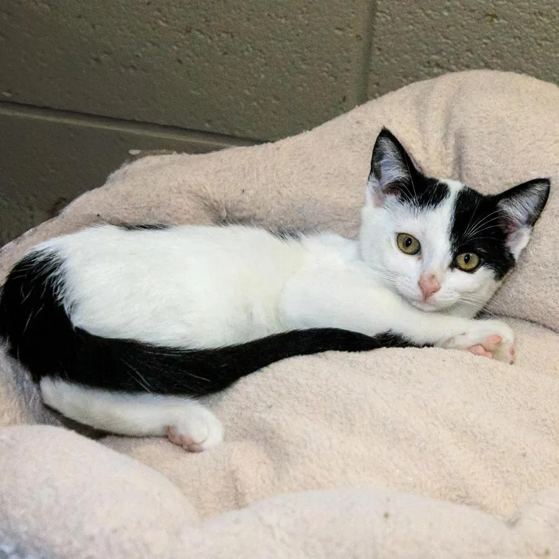 A young small-sized female White Domestic Short Hair cat named Eliza for adoption in Versailles, KY