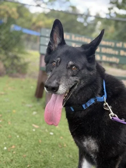 An adult large-sized male Shepherd dog named Behr for adoption in Daytona Beach, FL