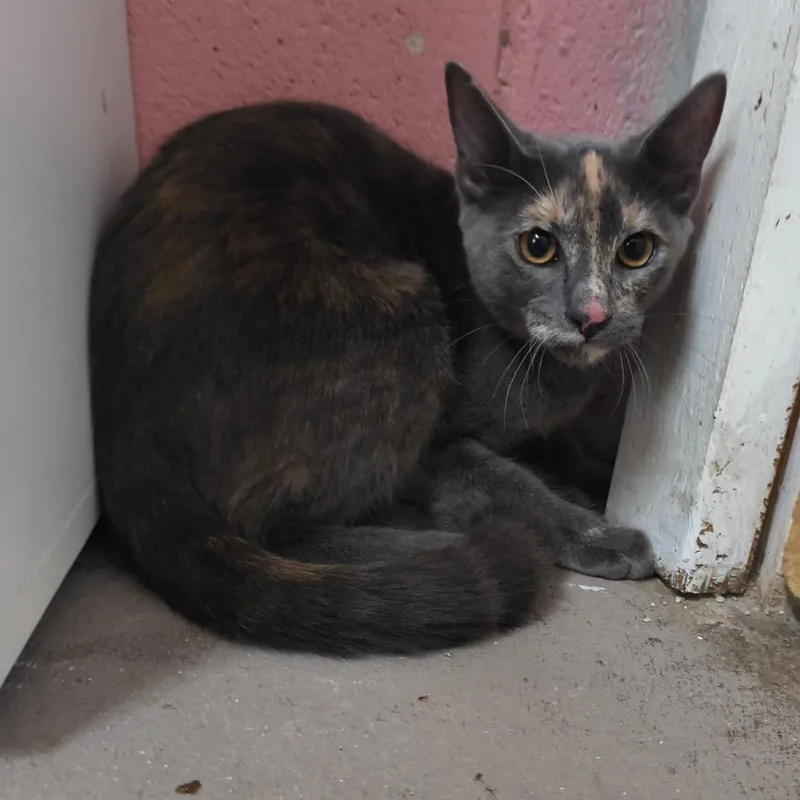 A young medium-sized female Tortoiseshell Domestic Short Hair cat named Willow for adoption in Laredo, TX