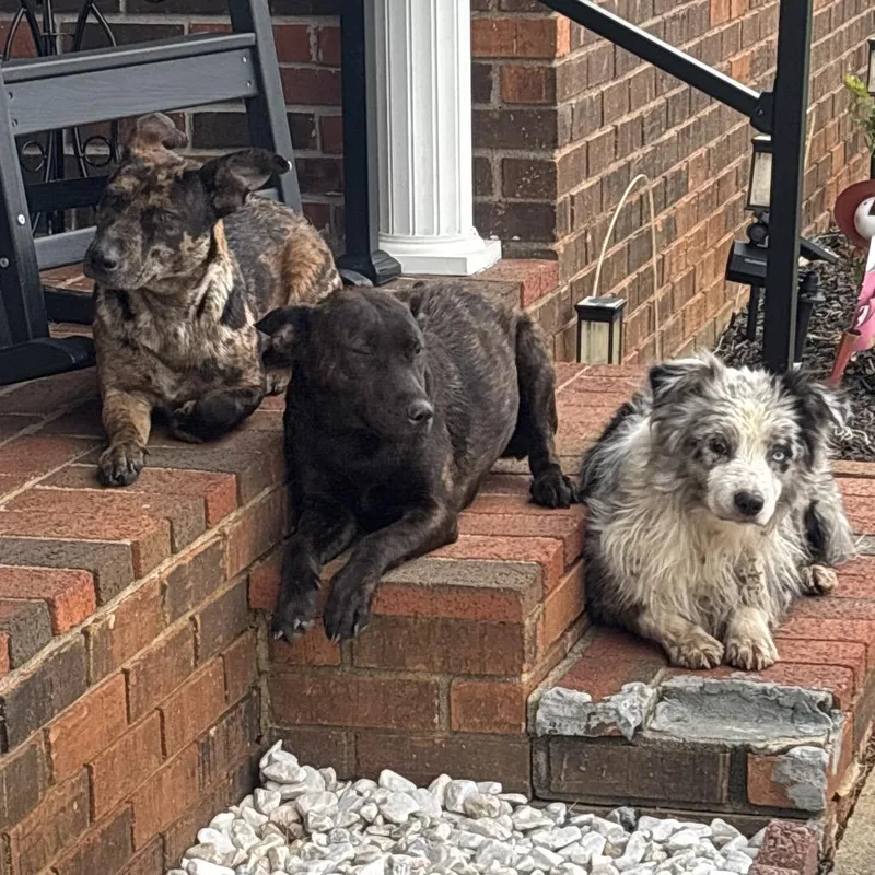 A young medium-sized female Yellow / Tan / Blond / Fawn Catahoula Leopard Dog dog named Loretta Lynn for adoption in Morganfield, KY