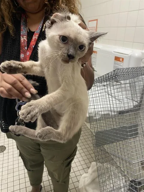 A baby medium-sized male Domestic Short Hair cat named Ace for adoption in Dallas, TX