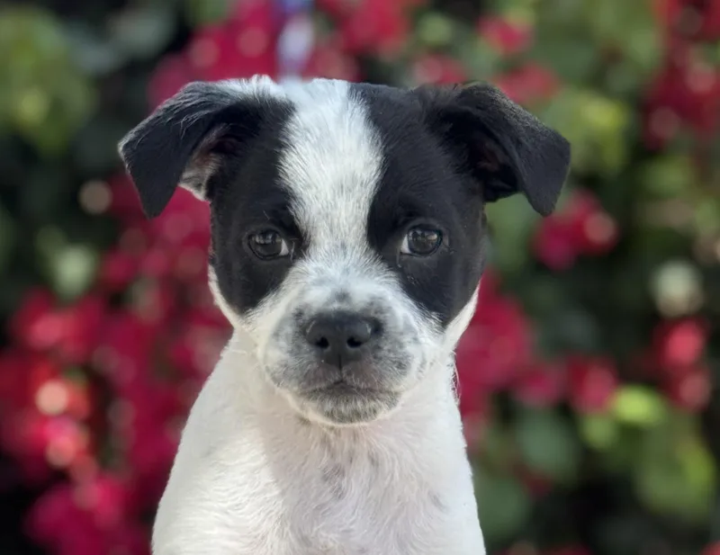 A baby small-sized male Chihuahua dog named Beetlejuice for adoption in Los Angeles, CA