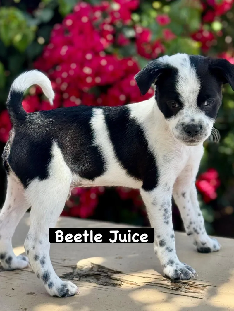Beetlejuice thumbnail 2
