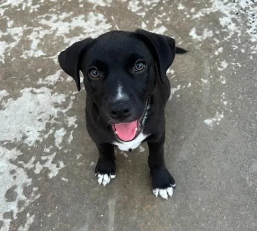 A baby small-sized male Black Mixed Breed dog named Benny for adoption in Hamden, CT