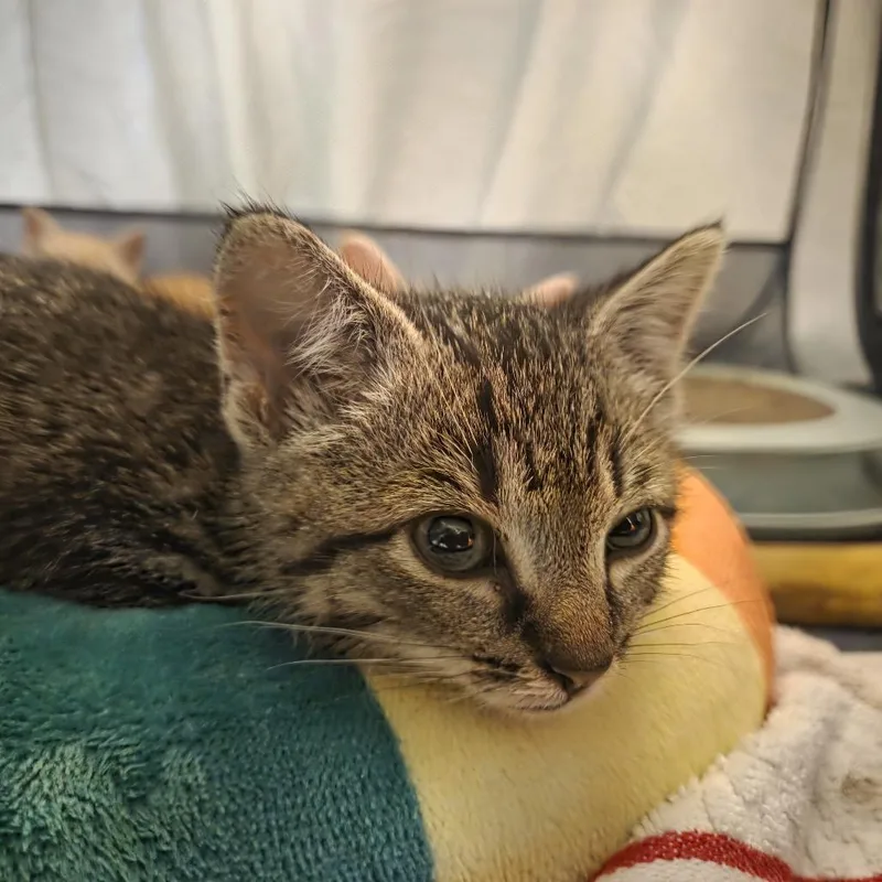 A baby small-sized female Brown / Chocolate Domestic Short Hair cat named Maelstromc for adoption in East Saint Louis, IL