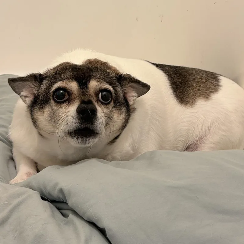 Mimi